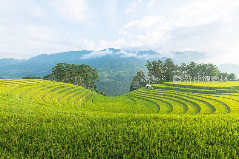 美丽的风景，绿色的稻田准备在越南西北部的梯田日落山在木仓寨，Yen Bai，越南